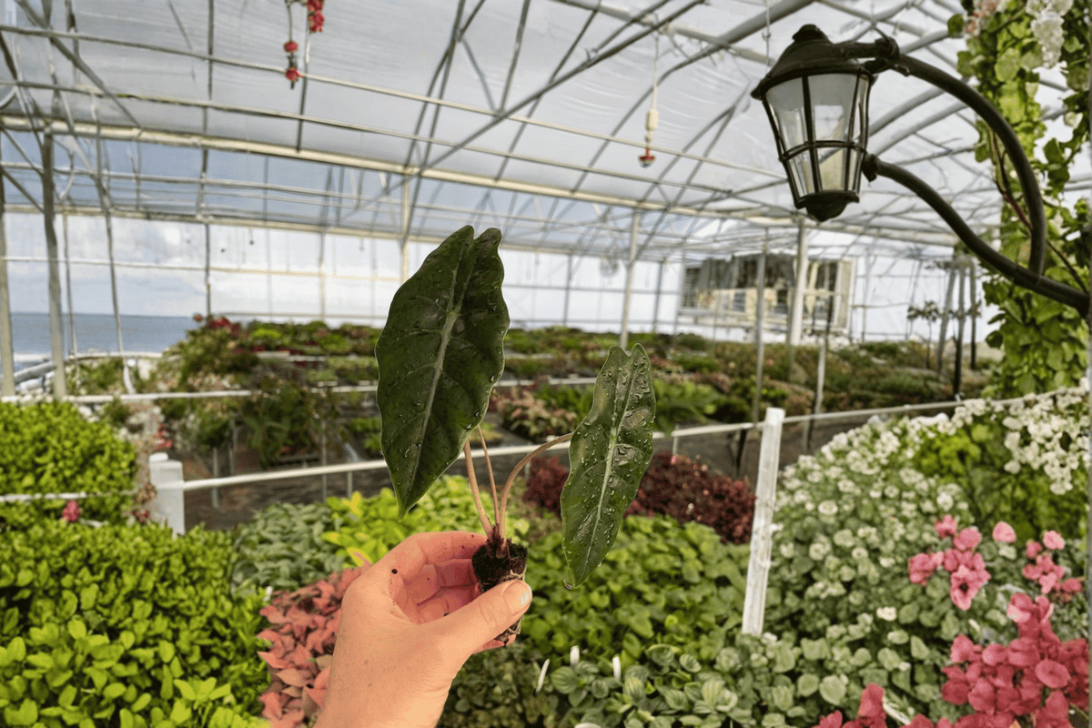 Alocasia Chantrieri Starter Plants (Cuprea × sanderiana) - 2 Live Bare Root
