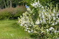 Fiala Remembrance Lilac Live Plant - Syringa vulgaris 1 Gallon Pot