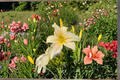 Daylily Gentle Blessing - 3 Bare Root Plants | Soft Pink Hemerocallis Perennial