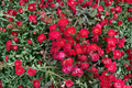 Red Drift Groundcover Rose live plant in 1 Qt pot