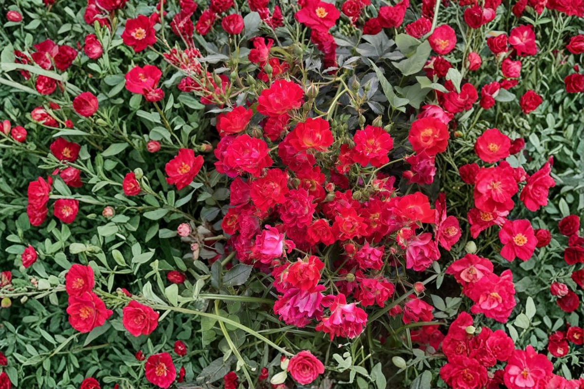 Red Drift Groundcover Rose live plant in 1 Qt pot