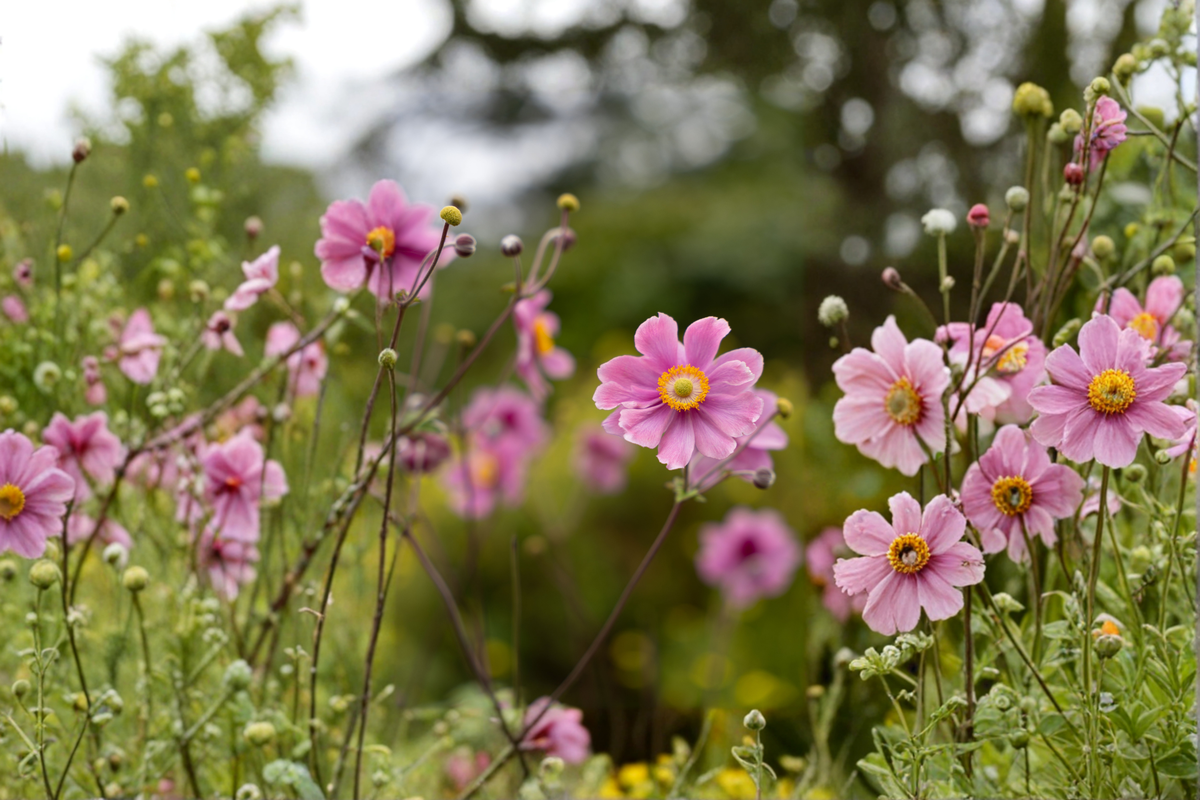 Fantasy Jasmine Windflower Anemone hybrida (3 Rooted Starter Plants) in 1 Qt Pots