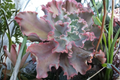 Echeveria Ballet Dancer Live Succulent, 3.5-Inch Pot