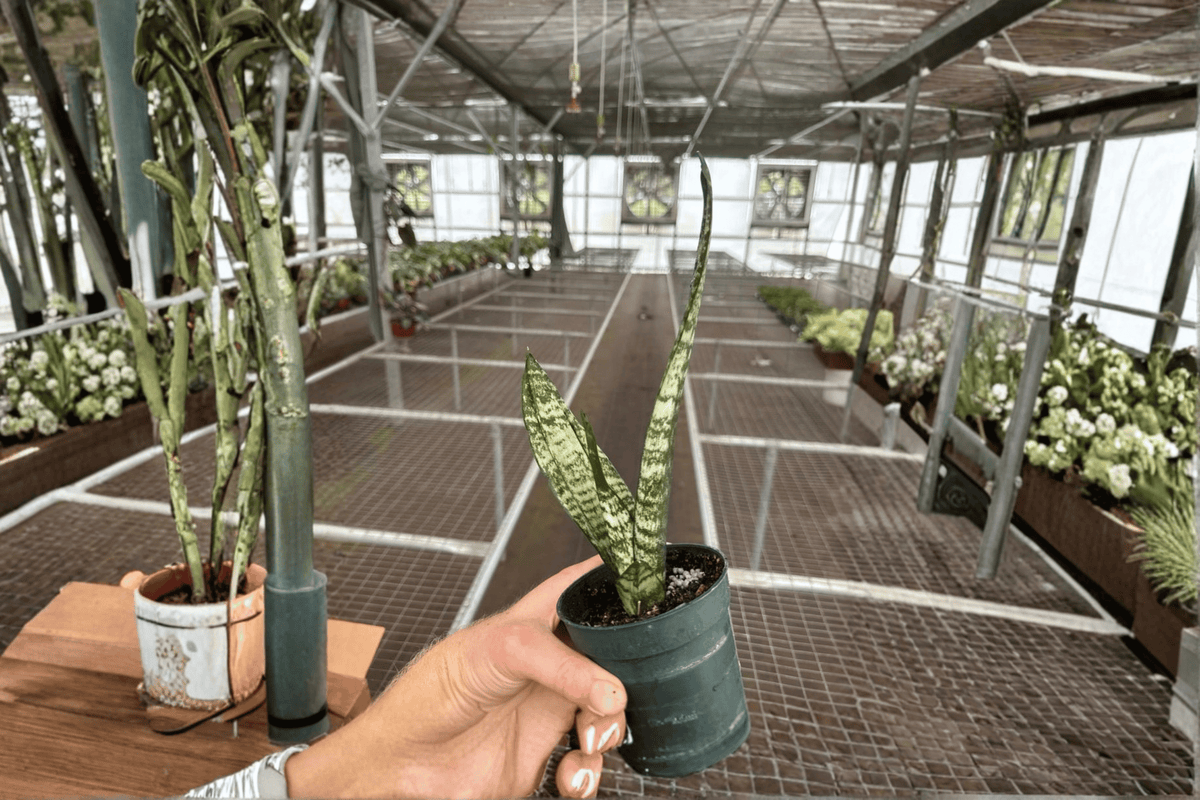 Sansevieria Zeylanica (Zeylanica Snake Plant) - 2 Live Plants in 4-Inch Pots