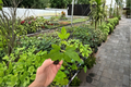 Thunder Egg Hibiscus Live Starter Plants (2) Bare Root in Soil Pod – Hibiscus rosa-sinensis
