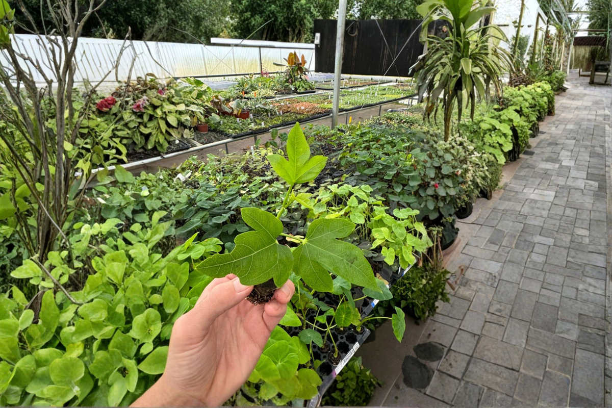 Thunder Egg Hibiscus Live Starter Plants (2) Bare Root in Soil Pod – Hibiscus rosa-sinensis