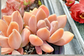 Graptophytum Supreme Live Succulent in 2-Inch Pot | Fully Rooted