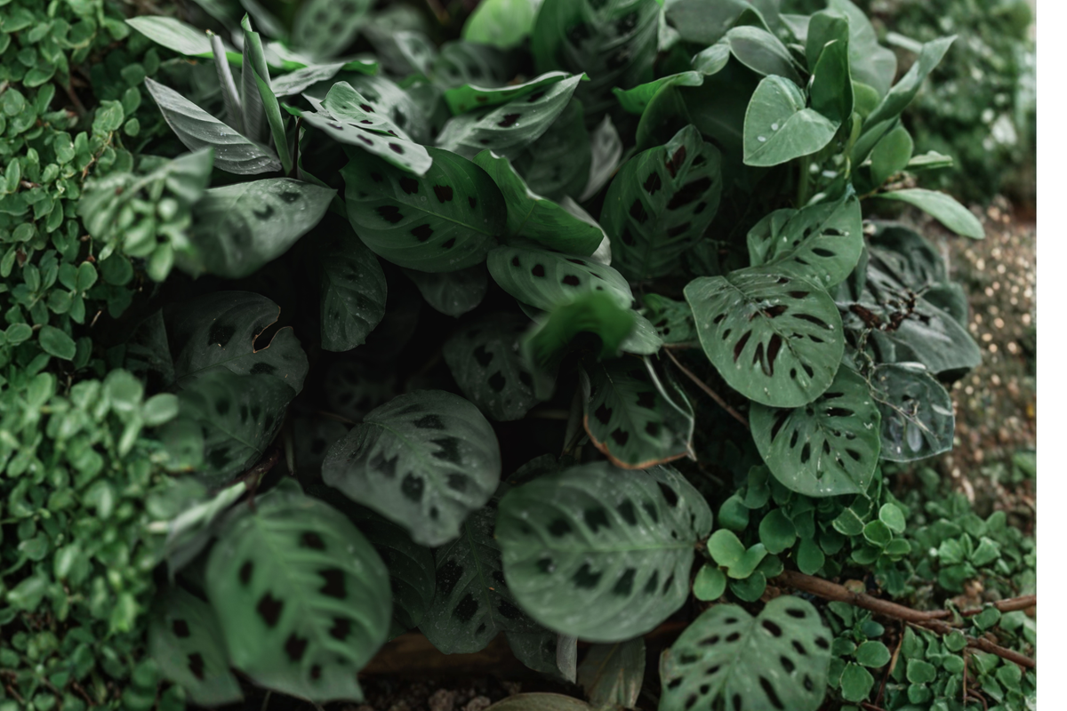 Red Prayer Plant Live Plant Maranta leuconeura erythroneura in 4-Inch Pot