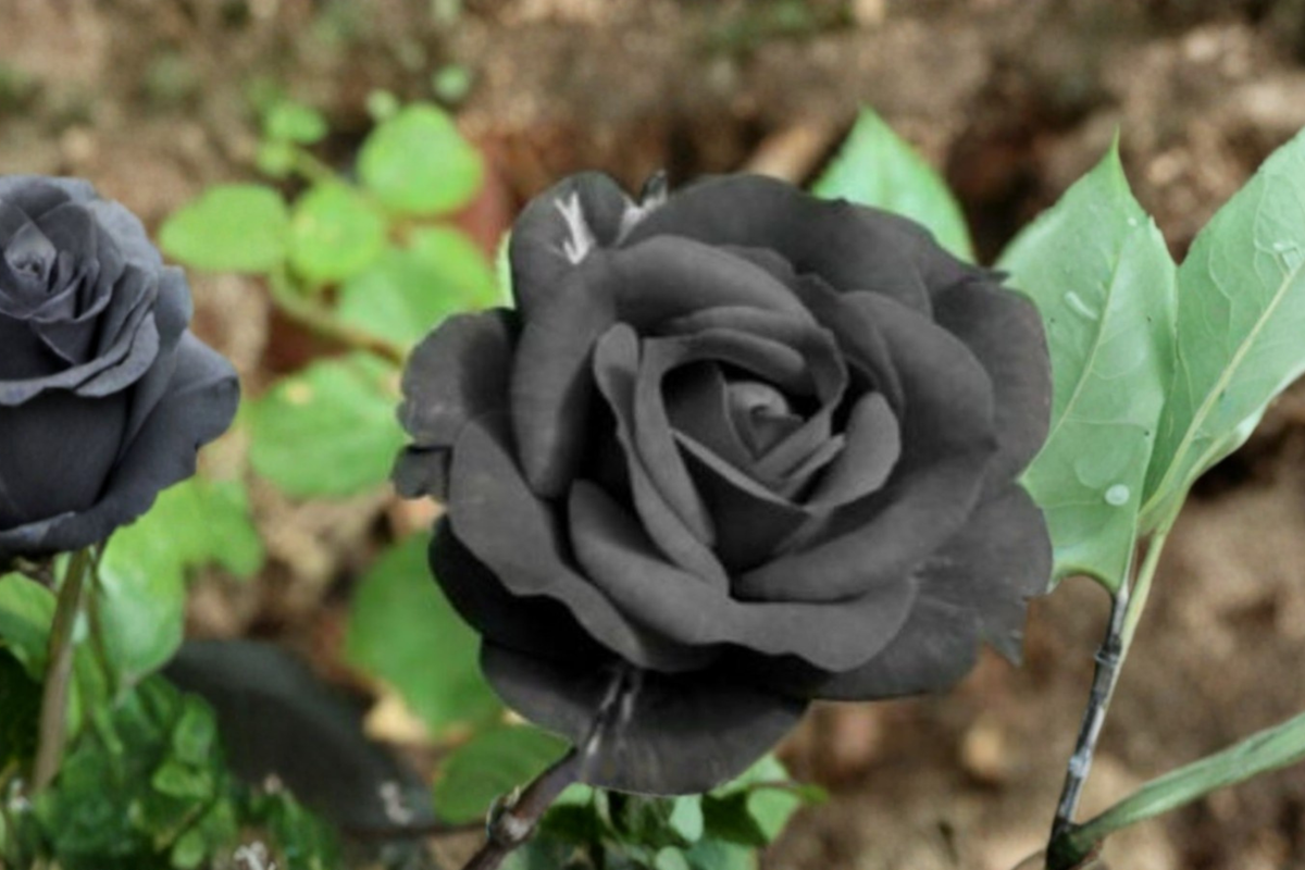 Dark Purple English Rose Seeds - 10 Seed Pack for Ornamental Garden