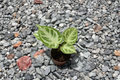 Anthurium Silver Blush Live Plant - 2 Inch Pot, Fully Rooted