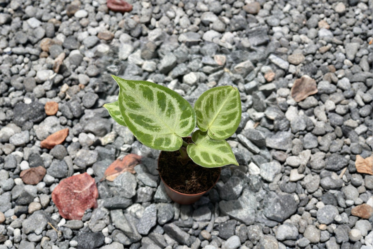 Anthurium Silver Blush Live Plant - 2 Inch Pot, Fully Rooted
