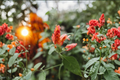 Red Shrimp Plant Live Rooted Stems 4–6 Inches in Pot | Justicia brandegeeana