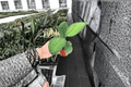 Homalomena 'Selby' Starter Plants (2) – Bare Root, Tropical Foliage
