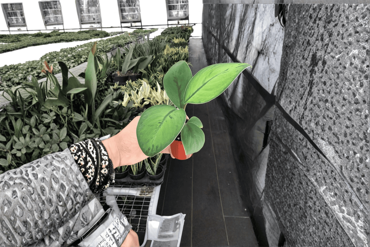 Homalomena 'Selby' Starter Plants (2) – Bare Root, Tropical Foliage