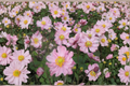 Fantasy Pocahontas Windflower Anemone hybrida - 3 Rooted Starter Plants in 1 Quart Pots