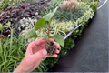 Sweet Persuasion Hibiscus Live Starter Plants (2 Bare Root in Soil Pod) Hibiscus rosa-sinensis