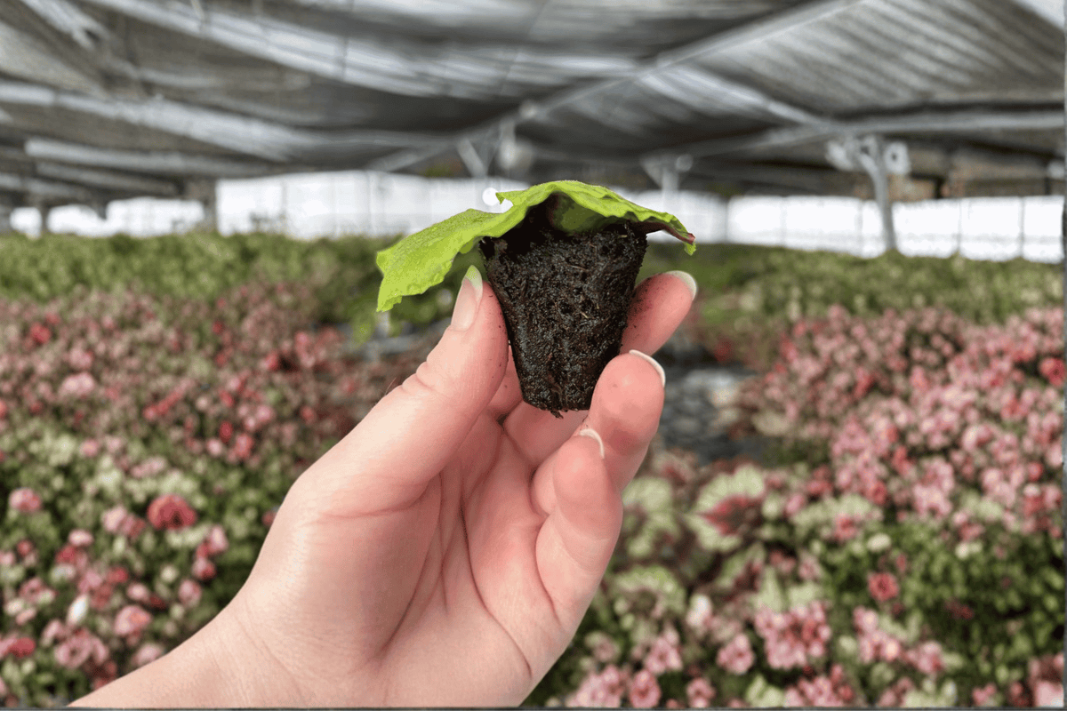 Platycerium 'Erawan' Starter Plants (2) Bare Root | Staghorn Fern
