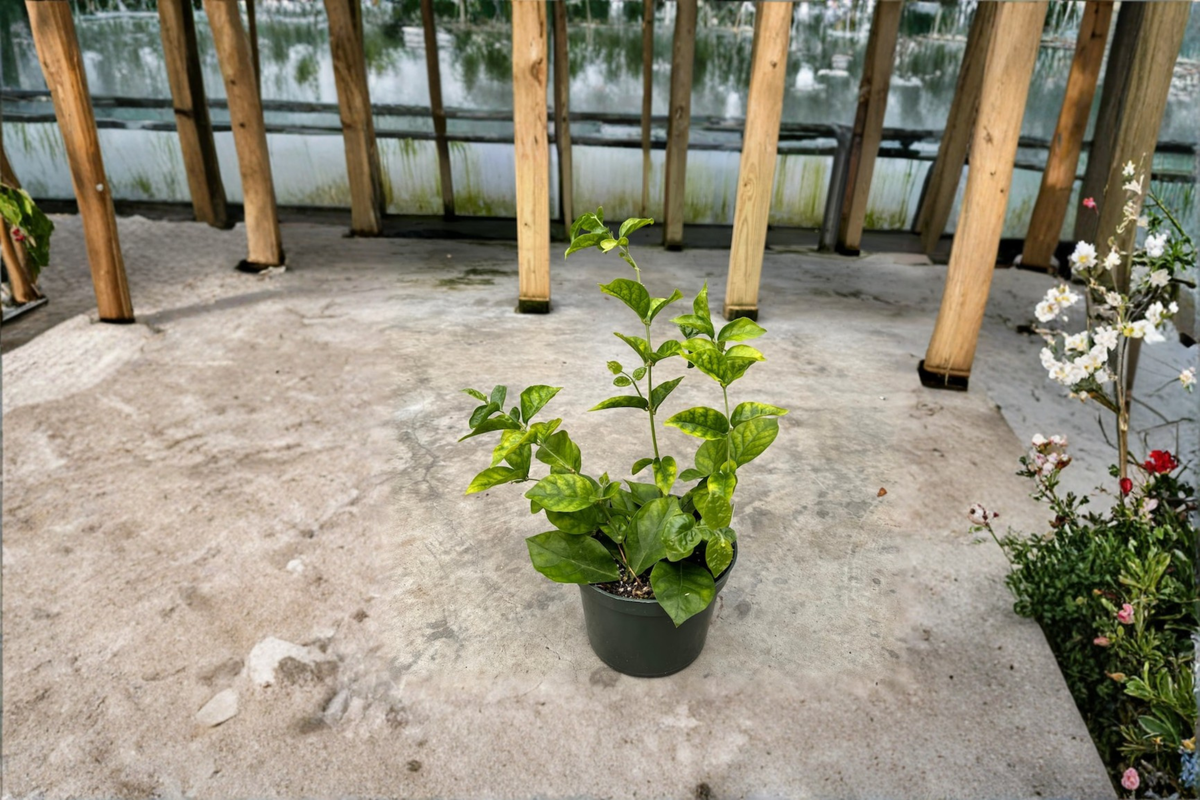 Arabian Sambac Jasmine Live Starter Plant – White Flowering Jasmine, Indoor & Outdoor