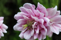 Double Rose Columbine Seeds - 10 Pack | Aquilegia hybrid Flower Seeds for Cottage Gardens