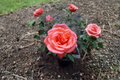 Tropicana Hybrid Tea Rose - 3 Gal Live Plant, Orange Flowering Shrub