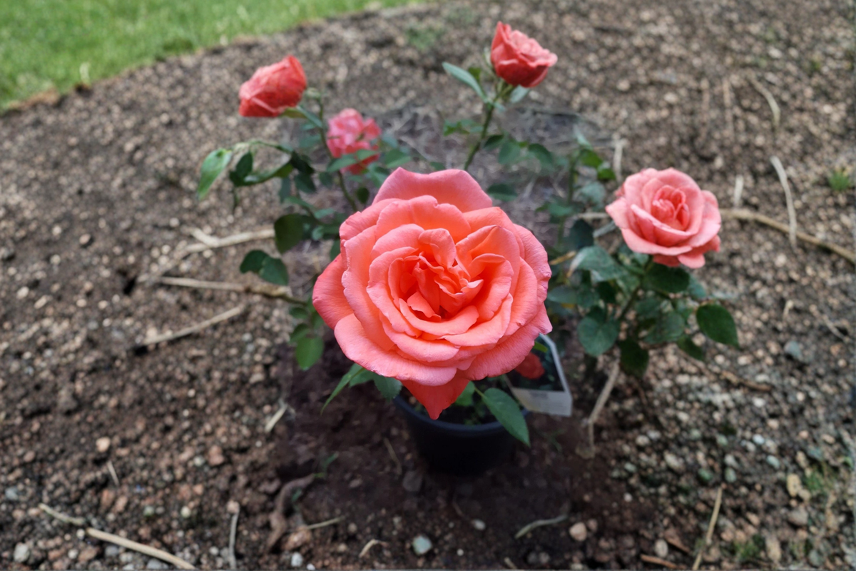 Tropicana Hybrid Tea Rose - 3 Gal Live Plant, Orange Flowering Shrub