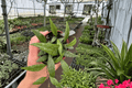 Hoya parviflora Live Plants (2) in 4-Inch Pots - Tropical Vining Houseplants