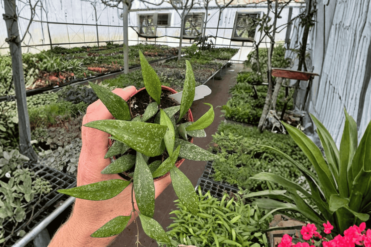 Hoya parviflora Live Plants (2) in 4-Inch Pots - Tropical Vining Houseplants