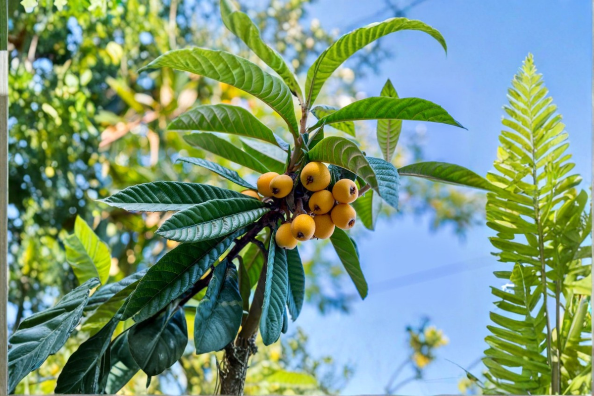 Loquat Tree - Live Evergreen Fruit Tree Up to 4ft Tall Ready to Plant