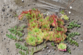 Sempervivum 'Nico' Live Succulent – Hens & Chicks, 3.5-Inch Pot