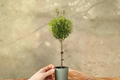 Myrtle Topiary Live Plant - Starter Rooted Cutting Bonsai Indoor Houseplant