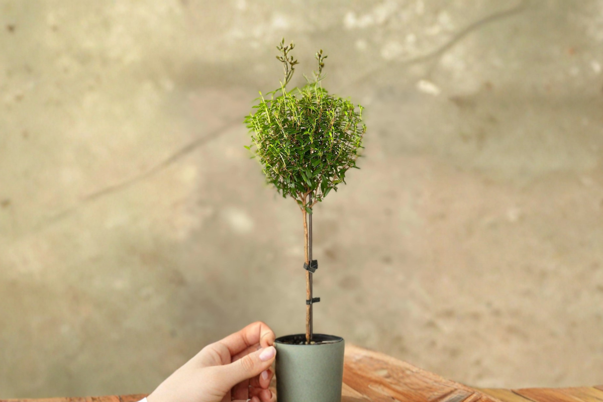 Myrtle Topiary Live Plant - Starter Rooted Cutting Bonsai Indoor Houseplant