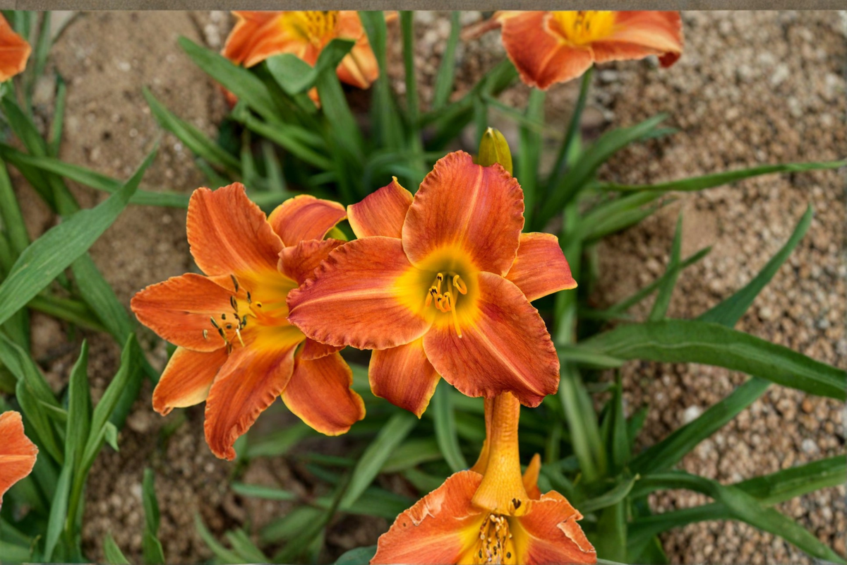 Bright Sunset Daylily Bare Root Plants (3) Hemerocallis ‘Bright Sunset’