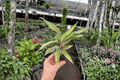 Cordyline Chocolate Queen Starter Plants (2) – Bare Root