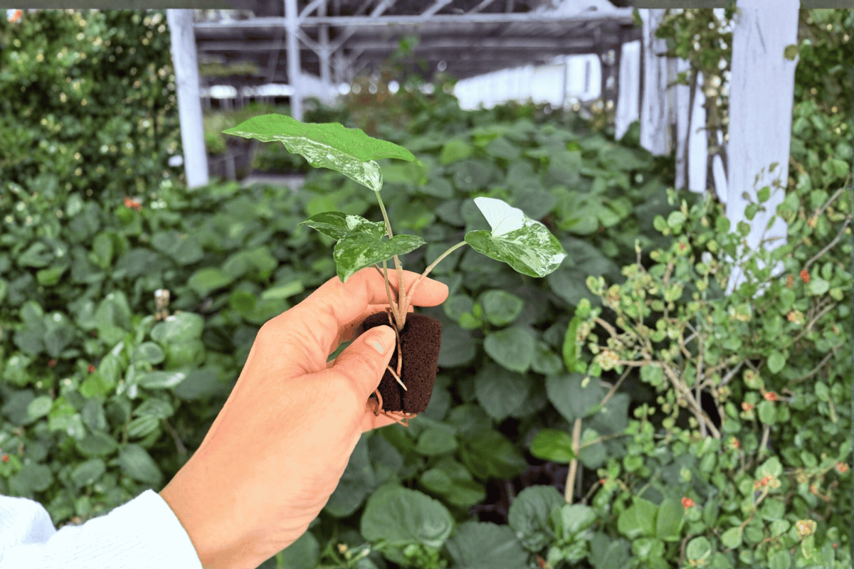 Syngonium Albo Variegated Starter Plants (2 live) - Syngonium podophyllum ‘Albo Variegatum’
