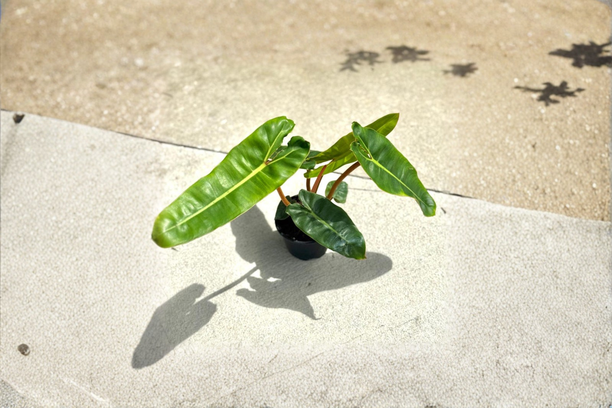 Philodendron Billietiae Live Plant in 4-Inch Pot | Orange Stem, Green Leaves