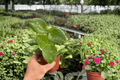 Hoya Parasitica Splash Live Plants (2) in 4-Inch Pots - Hoya parasitica
