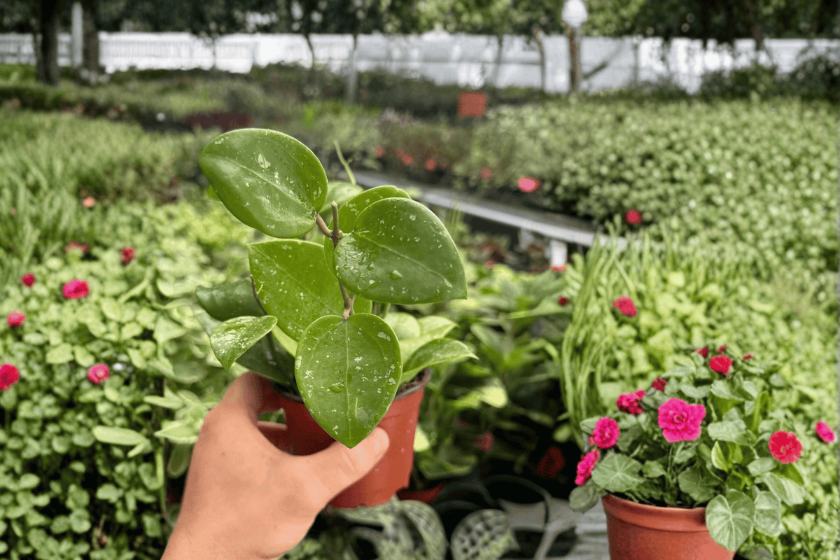 Hoya Parasitica Splash Live Plants (2) in 4-Inch Pots - Hoya parasitica