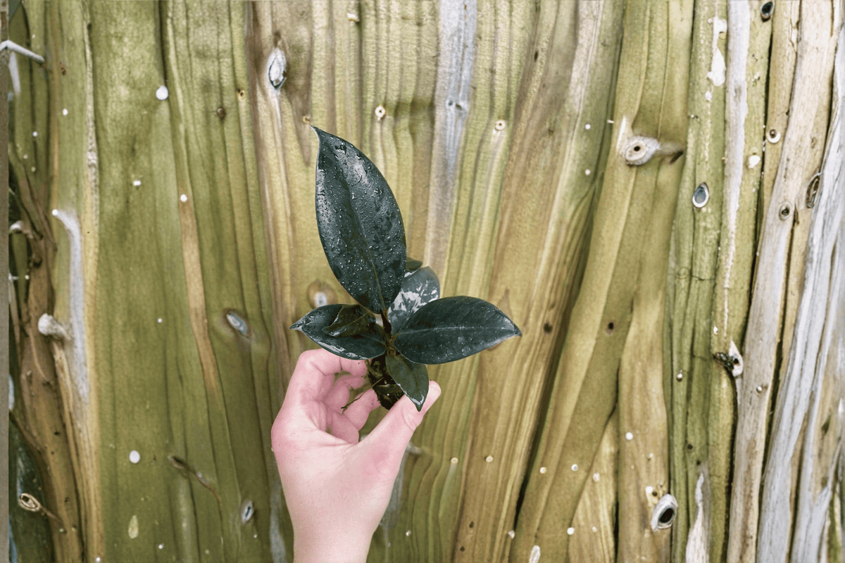 Ficus elastica Burgundy Starter Plants (2) | Burgundy Rubber Tree, Indoor Foliage