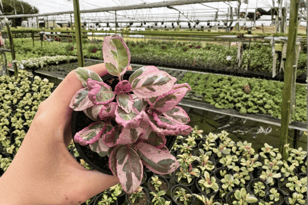 Pink Variegated Purple Waffle Plant Hemigraphis alternata 'Pink Variegated' – 2 Live Plants in 4" Pots