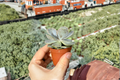 Ghost Echeveria Lilacina - Rooted 3 Inch Pot | Live Succulent Plant
