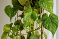 Variegated Giant Golden Pothos Live Rooted Plant – Epipremnum aureum, 2.5" Pot