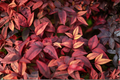 Heavenly Bamboo (Nandina domestica) Live Plants – 2 Pack in 2.5-Inch Nursery Cubes