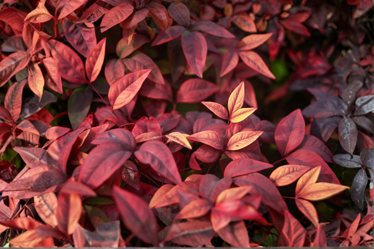 Heavenly Bamboo (Nandina domestica) Live Plants – 2 Pack in 2.5-Inch Nursery Cubes