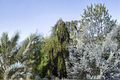 Aarburg Weeping Norway Spruce - 1 Gallon Pot | Picea abies ‘Aarburg’ Live Plant