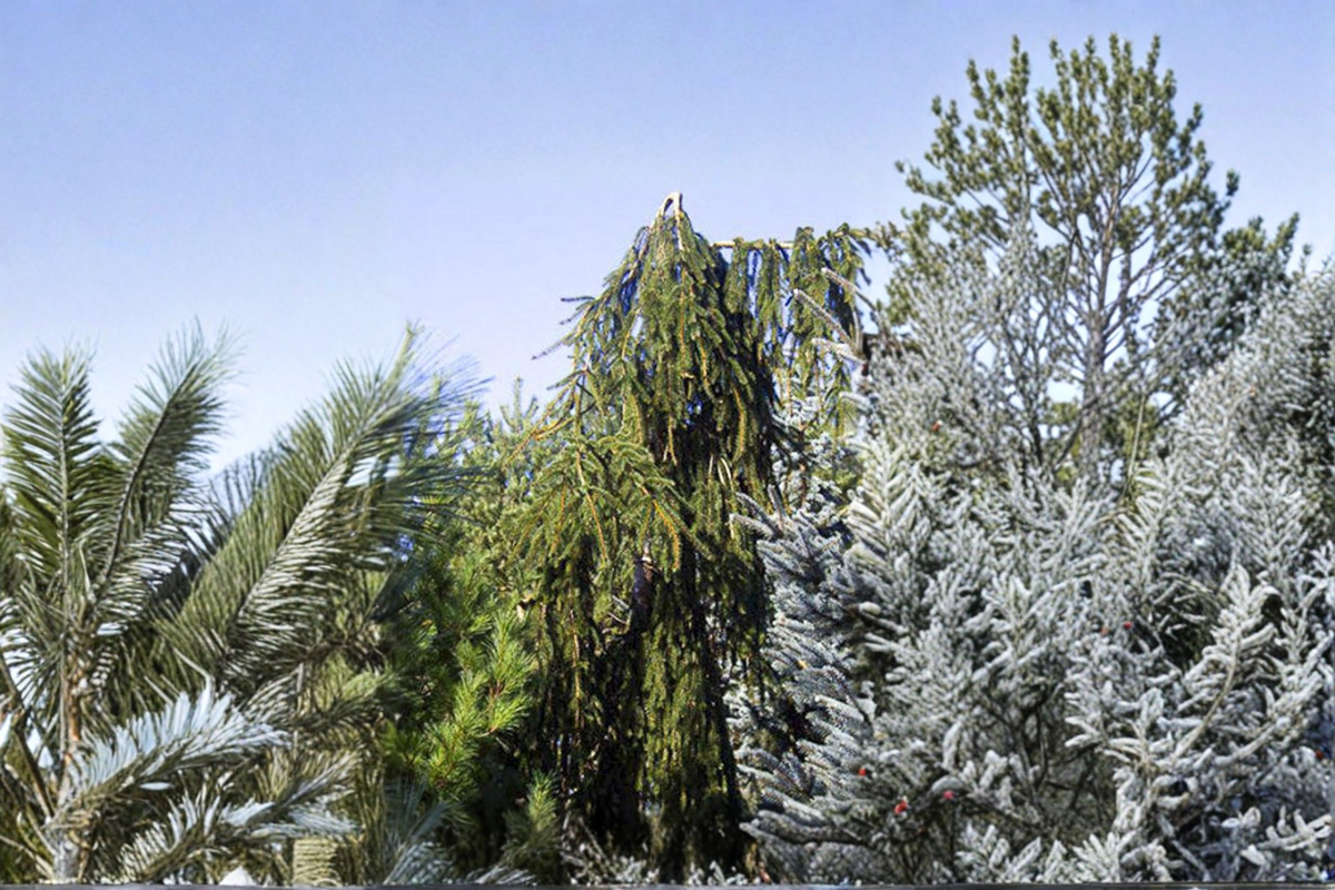 Aarburg Weeping Norway Spruce - 1 Gallon Pot | Picea abies ‘Aarburg’ Live Plant