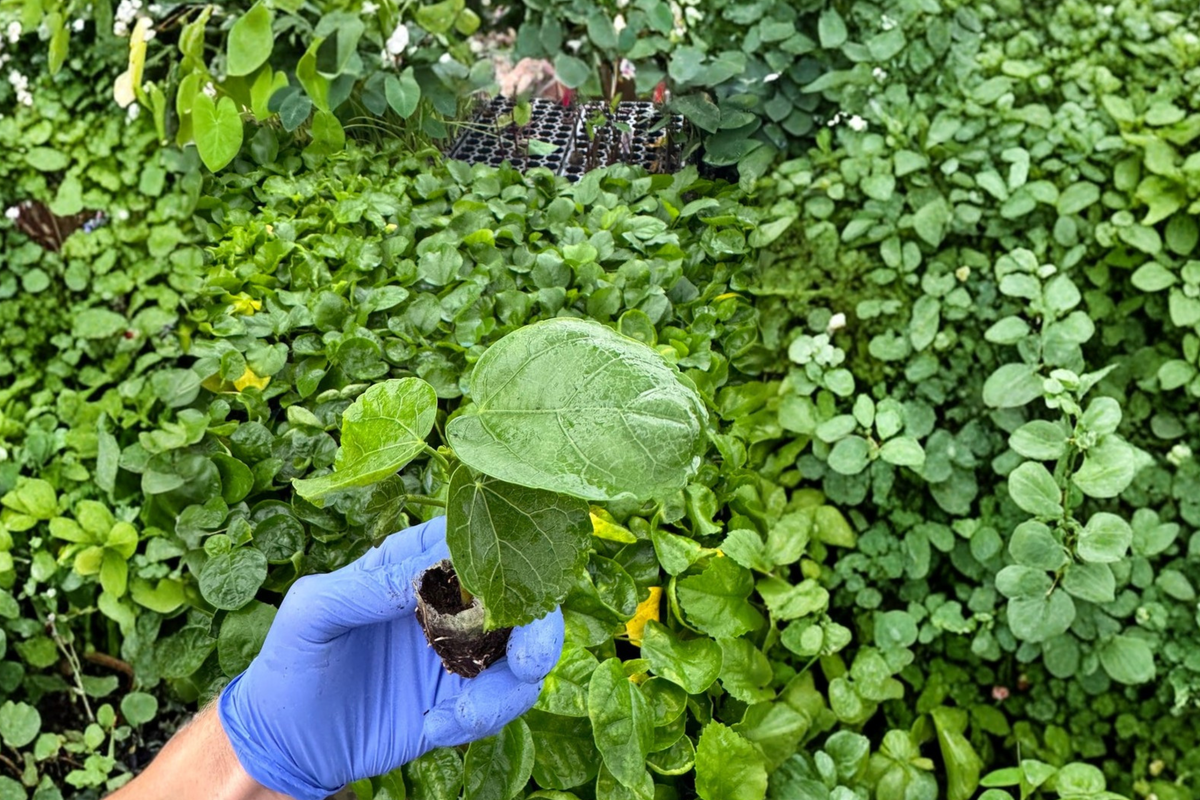 Indigo Sunset Hibiscus Live Starter Plants (2) Bare Root in Soil Pod – Hibiscus rosa-sinensis