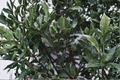 Bay Laurel Live Plant (Laurus nobilis) - 5–7 Inches Tall, Fully Rooted Starter Plant