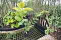 Monto Littleleaf Linden 8 Inch Live Plant in 4 Inch Pot | Tilia cordata ‘Monto’