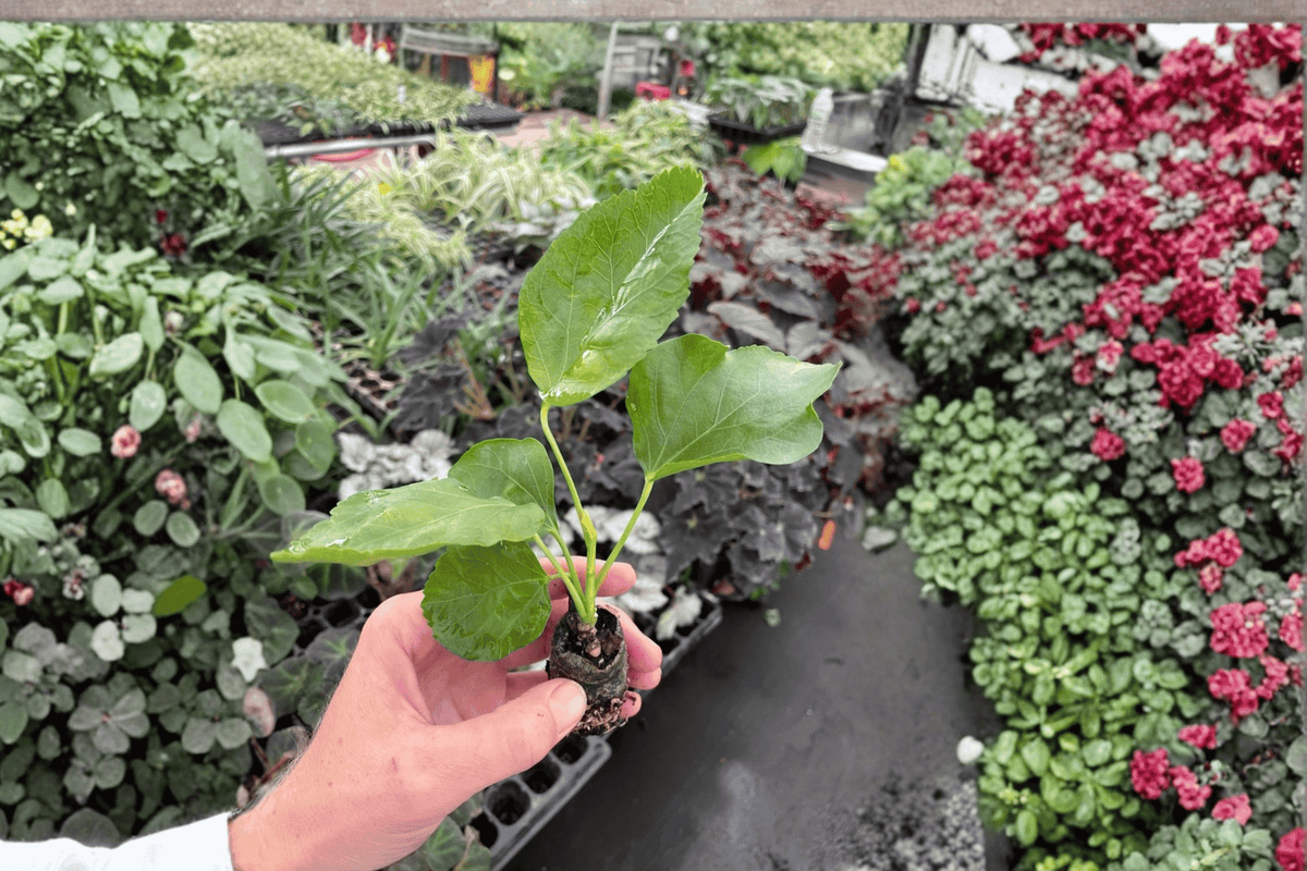 Philodendron mayoi Starter Plants - 2-Pack in 2-Inch Pots