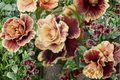 English Chocolate Rose Seeds - 30 Seed Pack for Cottage Gardens & Pots